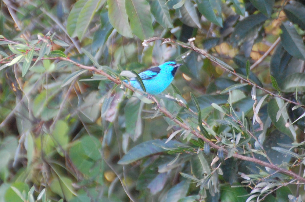 Passeriforme brasiliano: Dacnis cayana (Thraupidae)